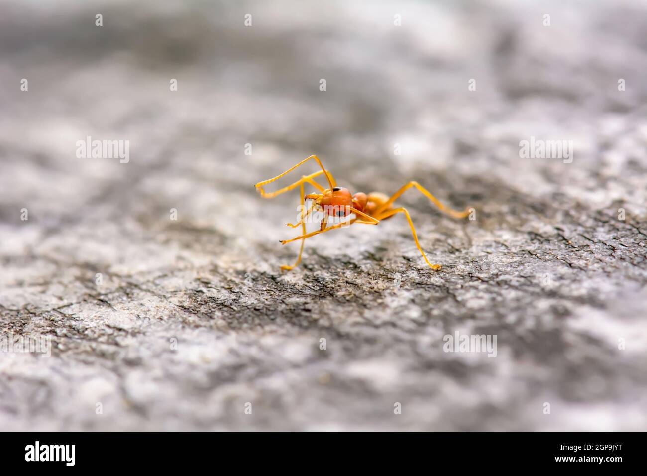 Ants On Forest Floor Hi res Stock Photography And Images Alamy ants-on-forest-floor-hi-res-stock-photography-and-images-alamy