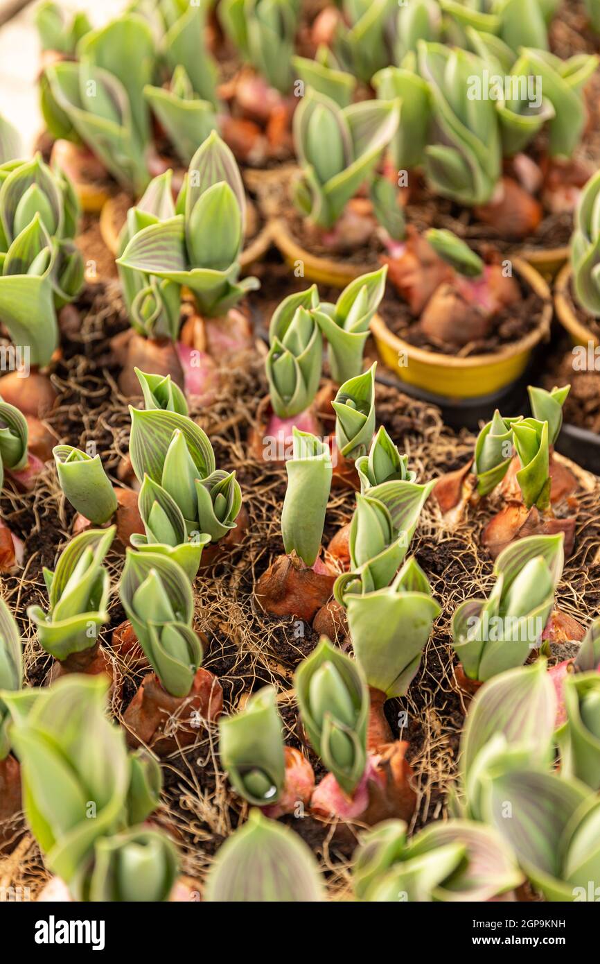 Tulip bulbs growing in a greenhouse. Young plant seedlings in plant nursery Stock Photo