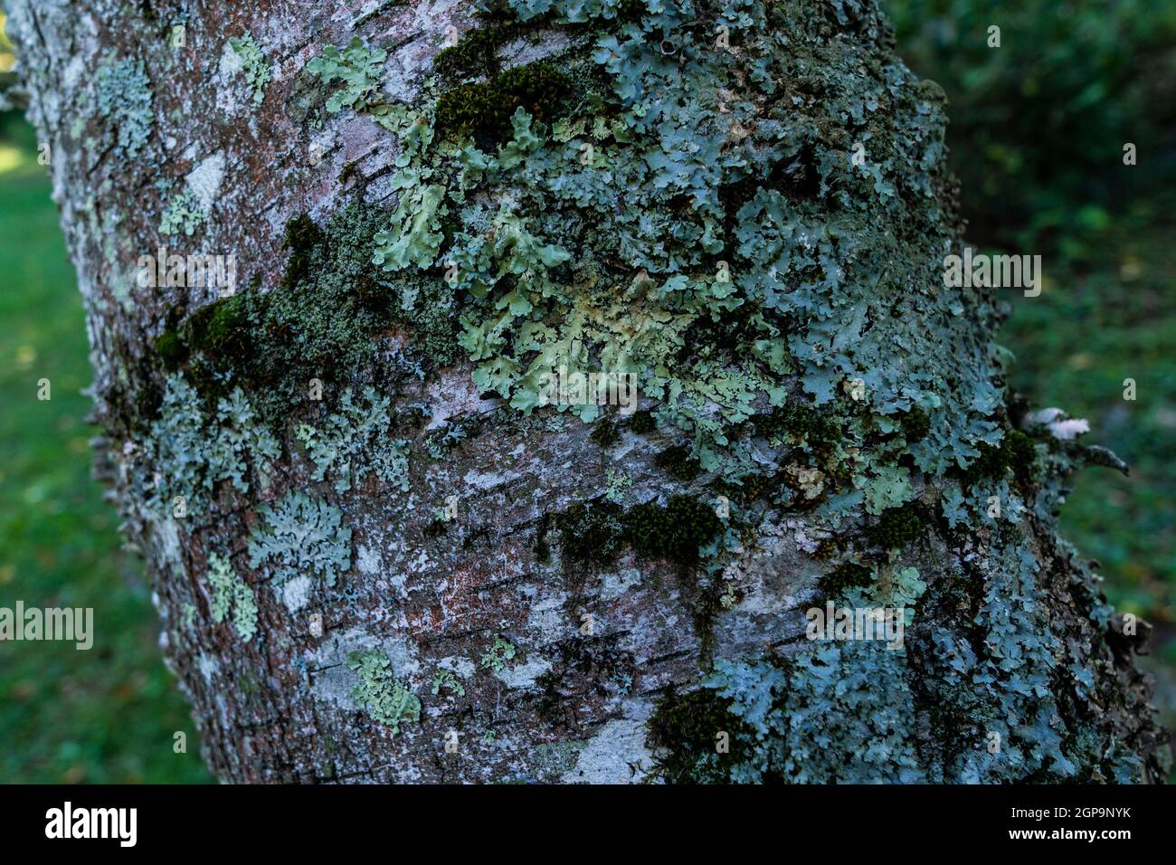 Greenshield hi-res stock photography and images - Alamy