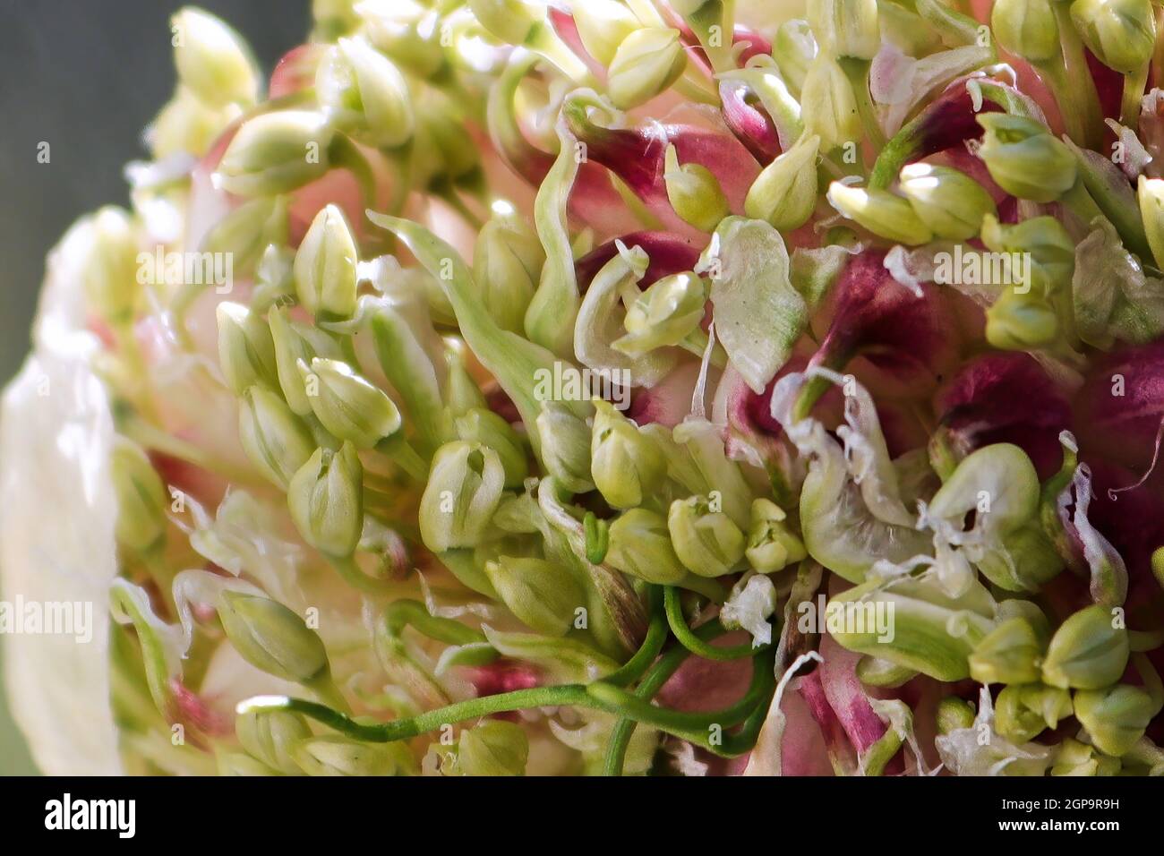 Macro of a garlic scape flower head opening up. Stock Photo