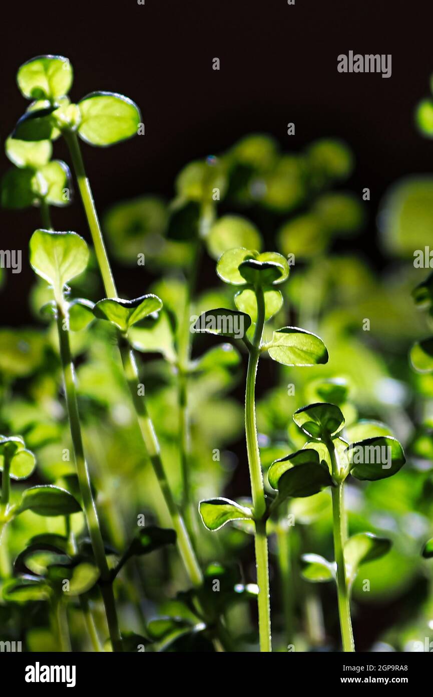 Macro of thyme plant leaves highlighted by sunlight Stock Photo Alamy
