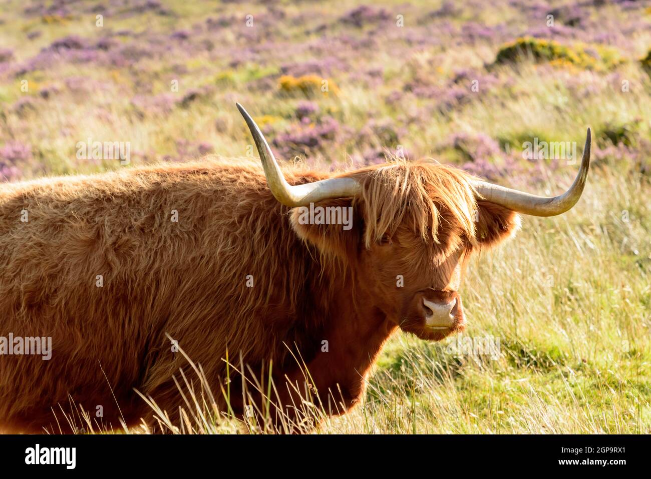 muzzle and long horns of hairy cattle grazing among heather bush in the moor Stock Photo