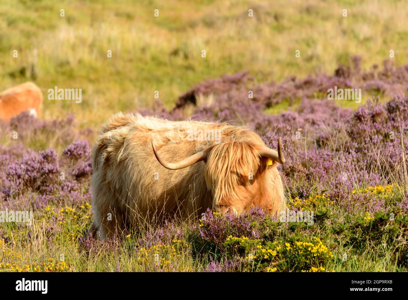 muzzle of hairy cattle grazing among heather bush in the moor Stock Photo