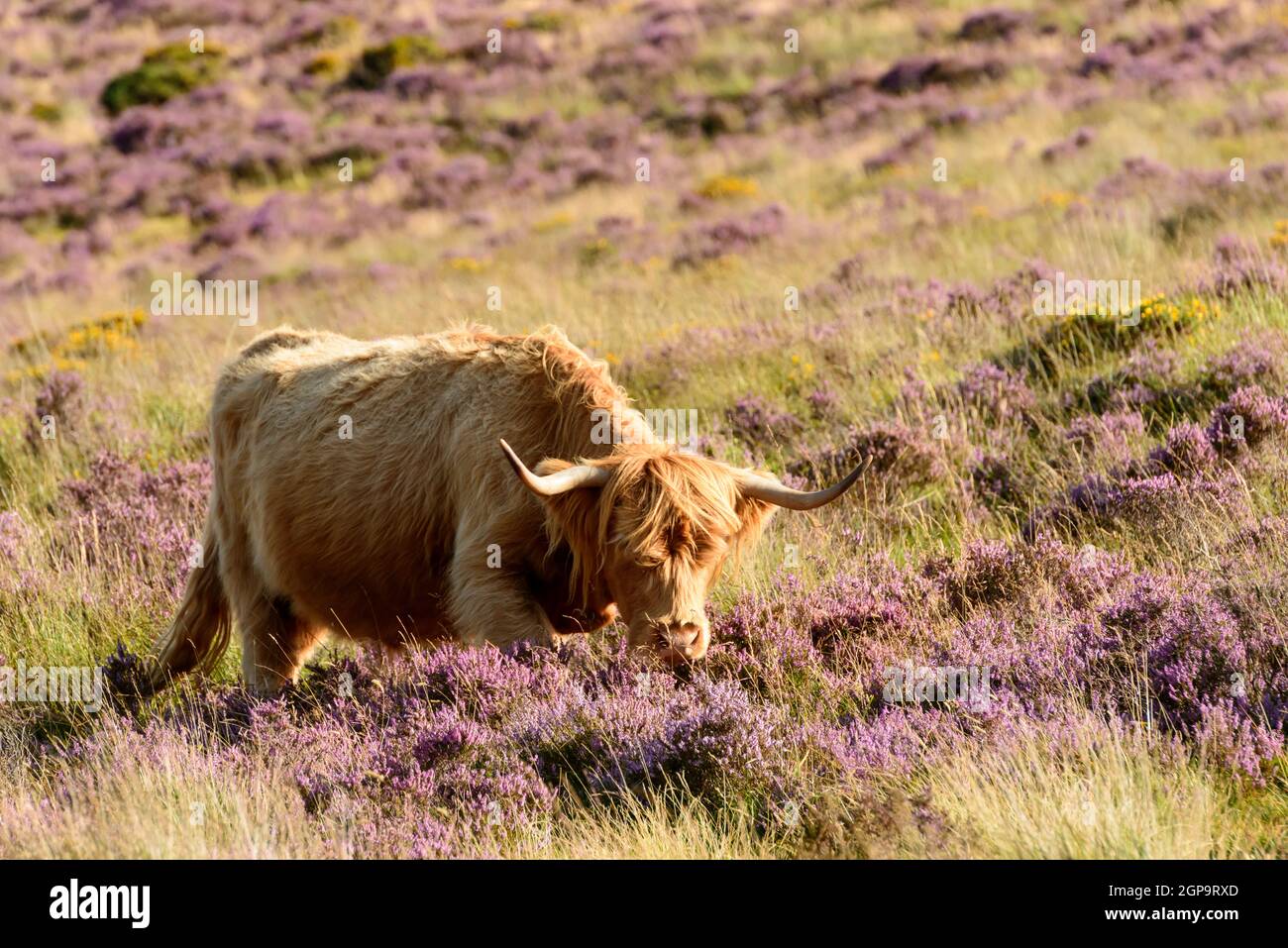 hairy cattle grazing among heather bush in the moor Stock Photo