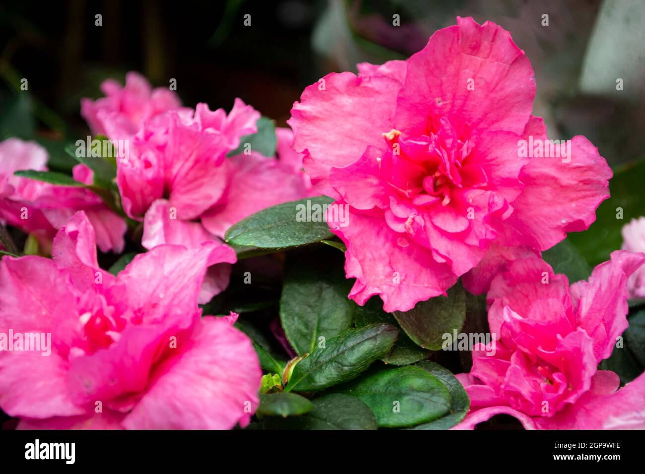 Flowers of pink japanese azalia Kermesina Rous or rhododendron simsii. Purple azalia blossom. Close up Stock Photo