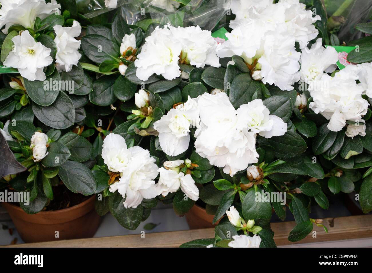 Flowers of hybrid white azalia Kermesina Alba or rhododendron simsii. White  azalia blossom. Spring plants Stock Photo - Alamy