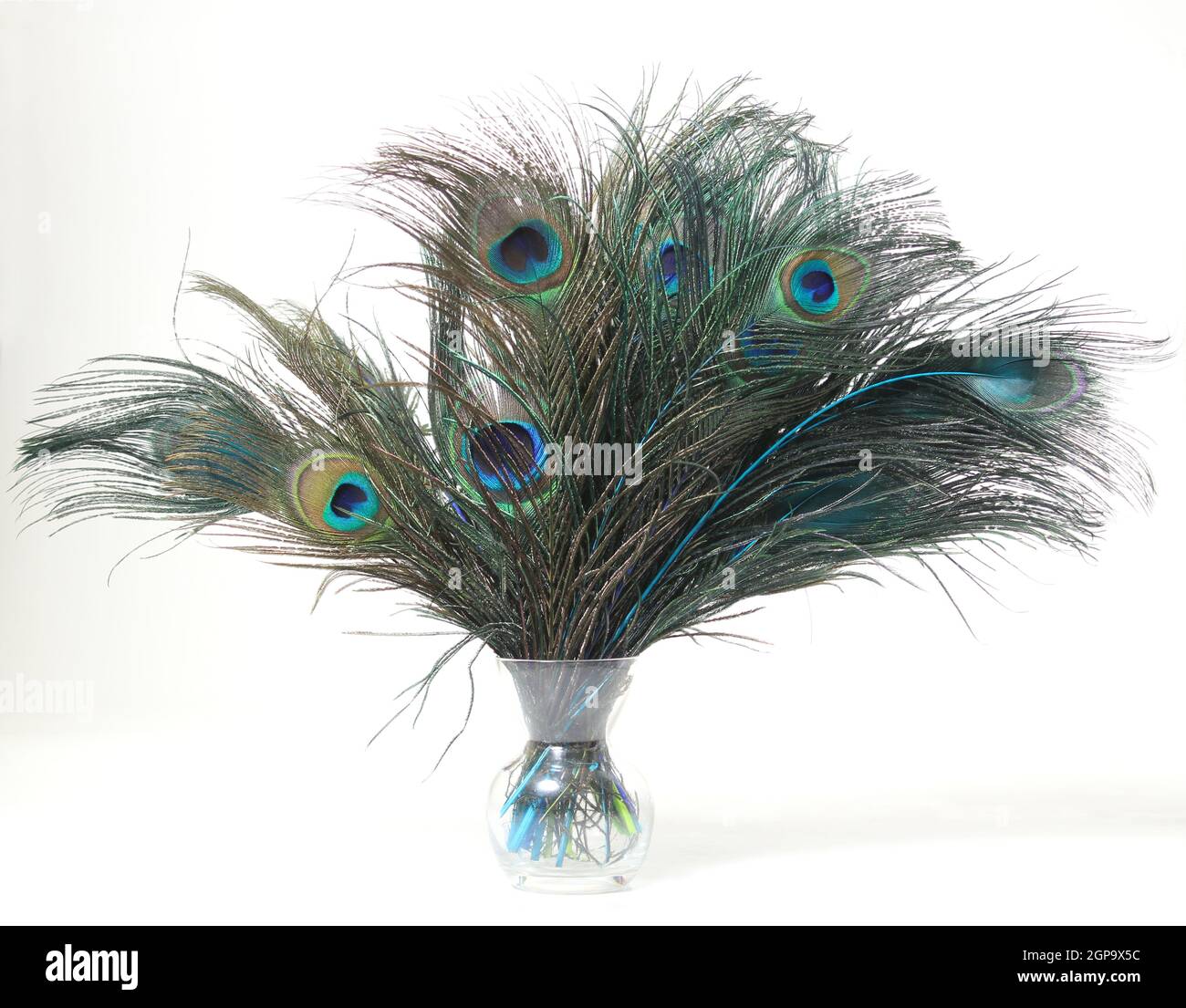 Peacock feather vase hires stock photography and images Alamy