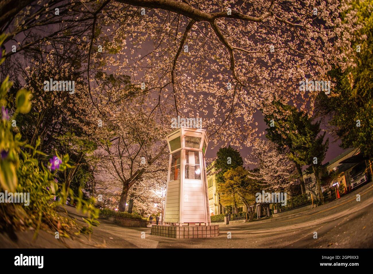 Full bloom of cherry blossoms and Yokohama Motomachi phone box
