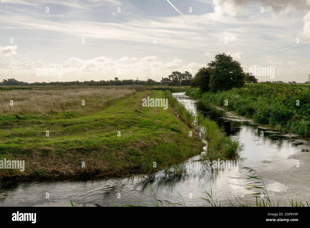 landscape of the marsh with a ditch between green fields,  Romney Marsh, Kent Stock Photo