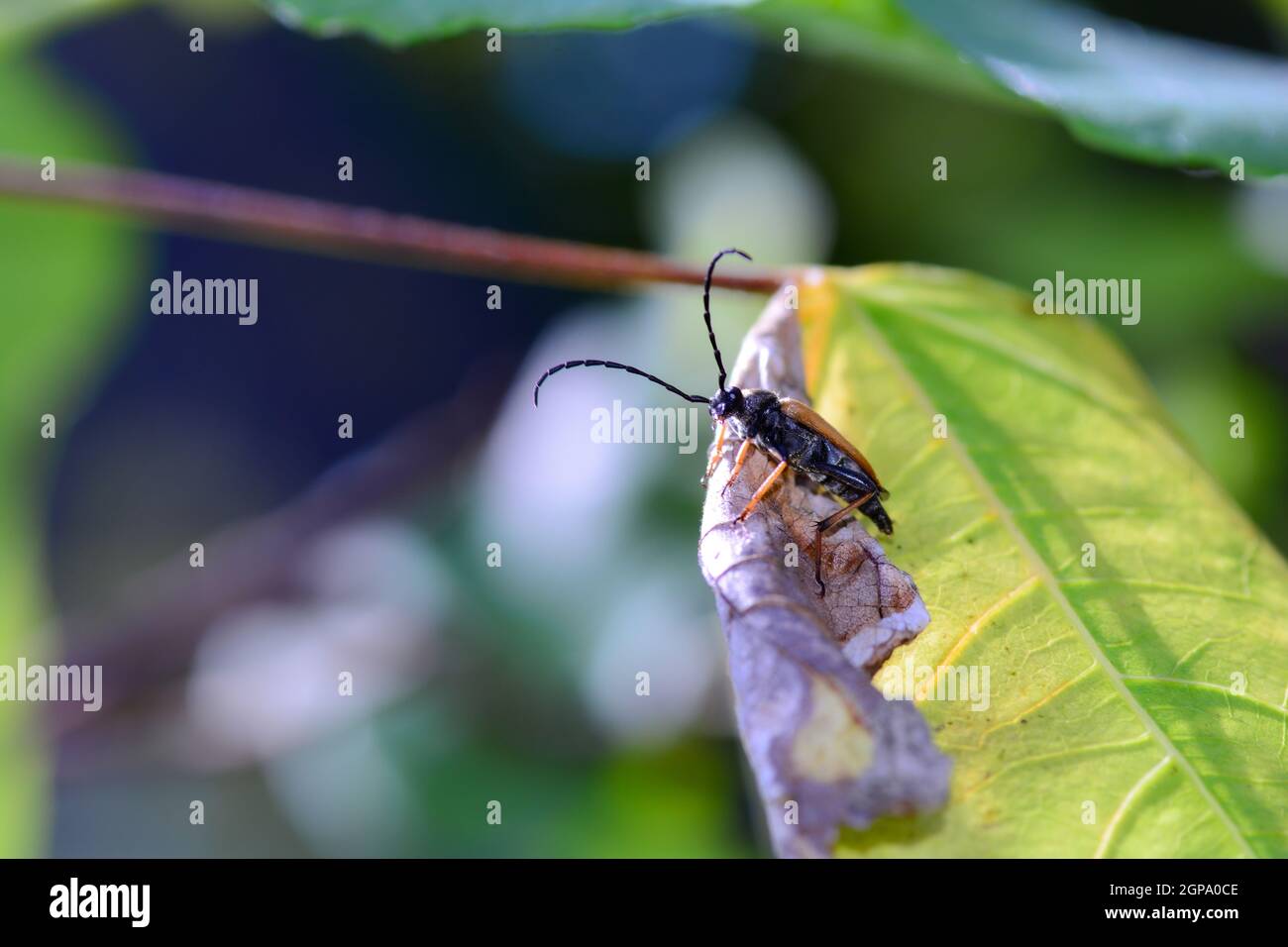 A Red-brown Longhorn Beetle  (   Stictoleptura rubra  )   on a leaf with many copy space Stock Photo