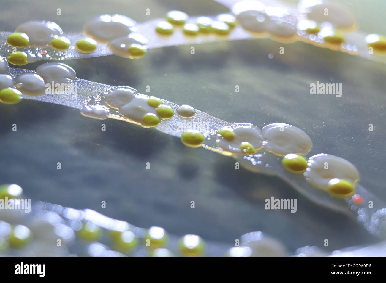 Macro view of bacteria and baker yeast colonies Stock Photo Alamy