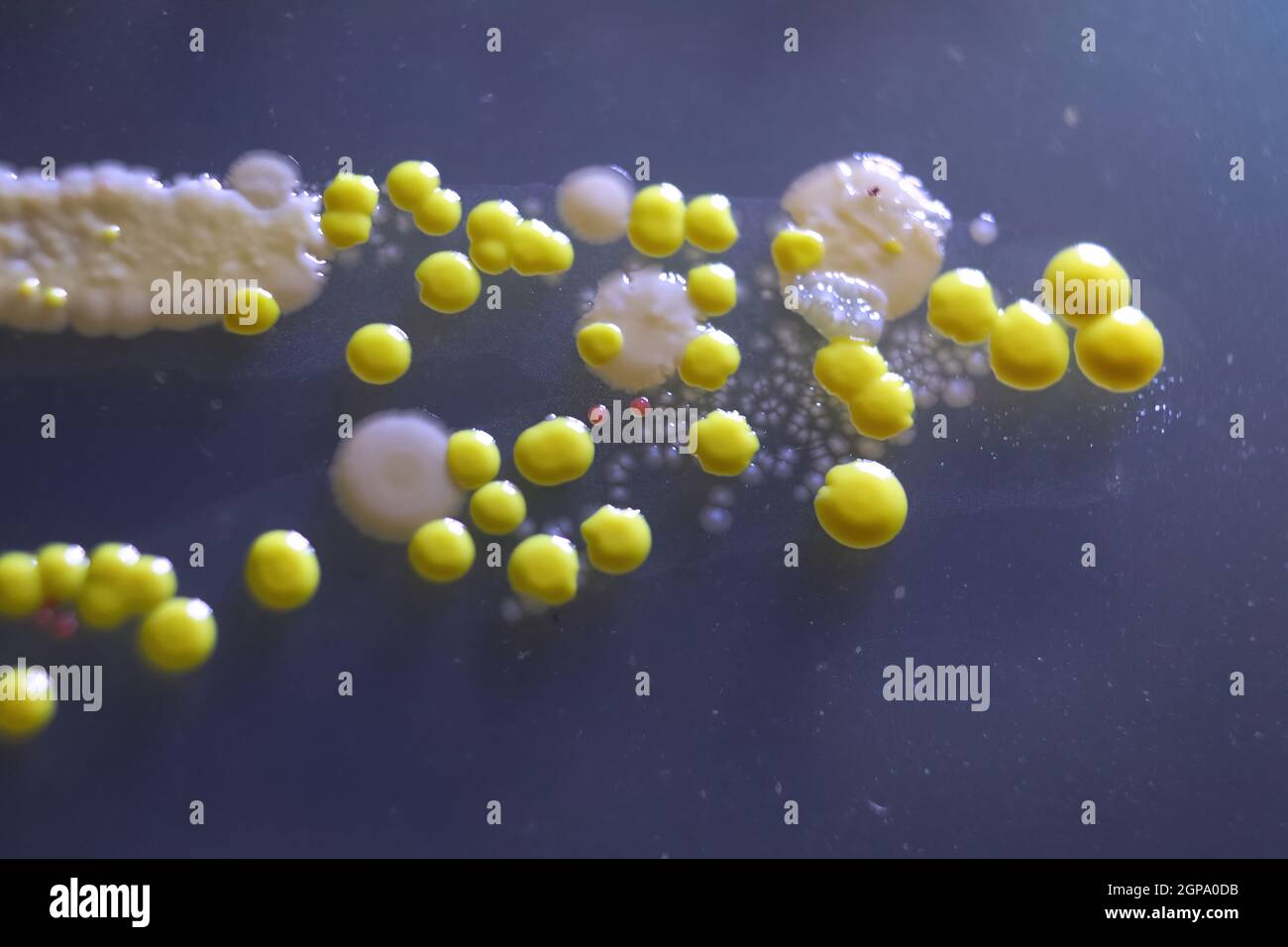 Macro view of bacteria and baker yeast colonies Stock Photo Alamy