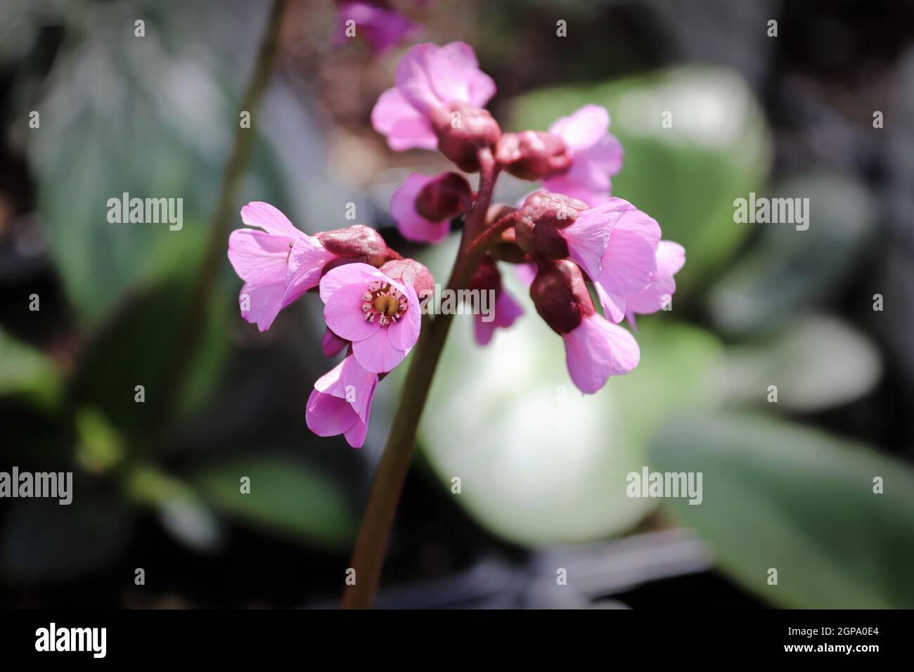 Macro view of bergina trumpet blossoms in bloom. Stock Photo