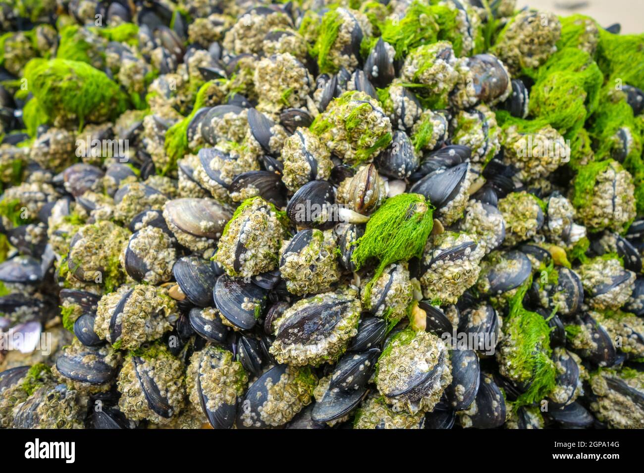 Mussels hanging on a rock. Background wallpaper Stock Photo
