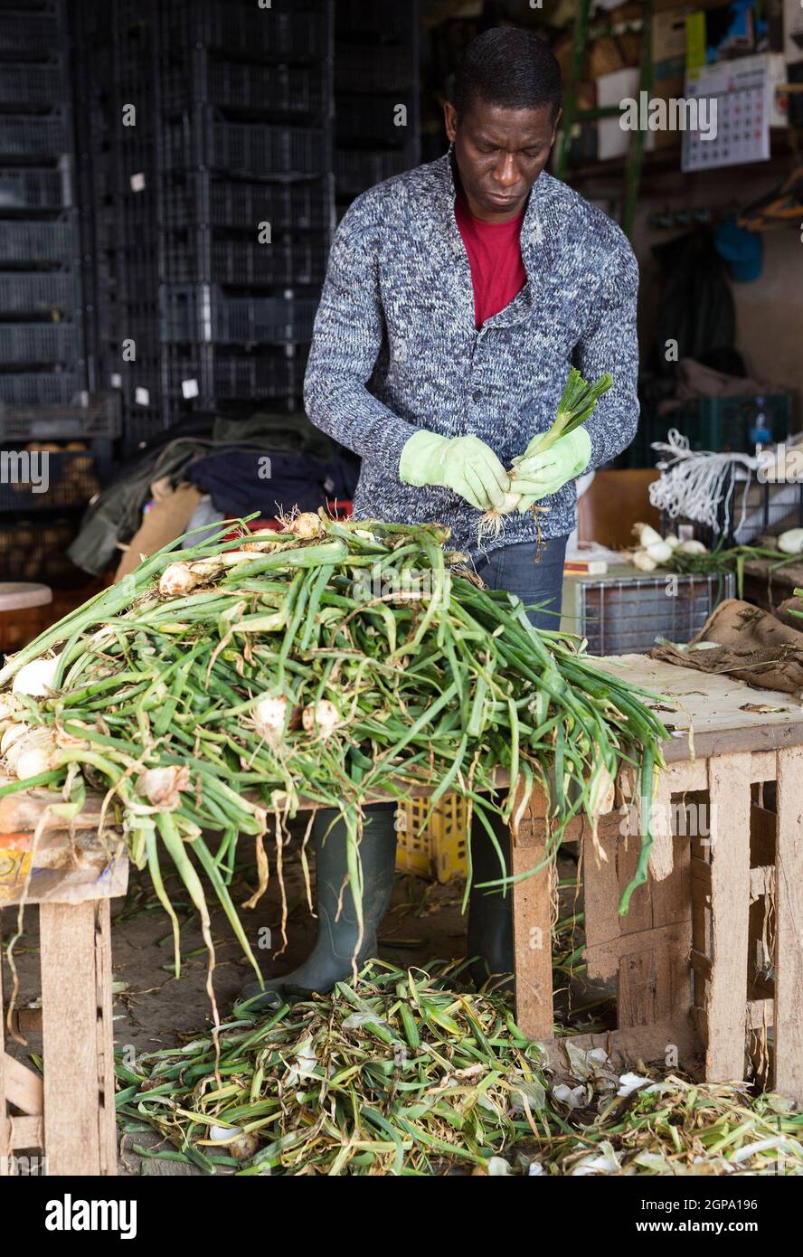 Worker peeling onion hi-res stock photography and images - Alamy
