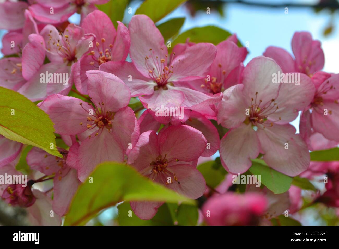 Beautiful pink cherry blossom, sakura in spring time Stock Photo - Alamy