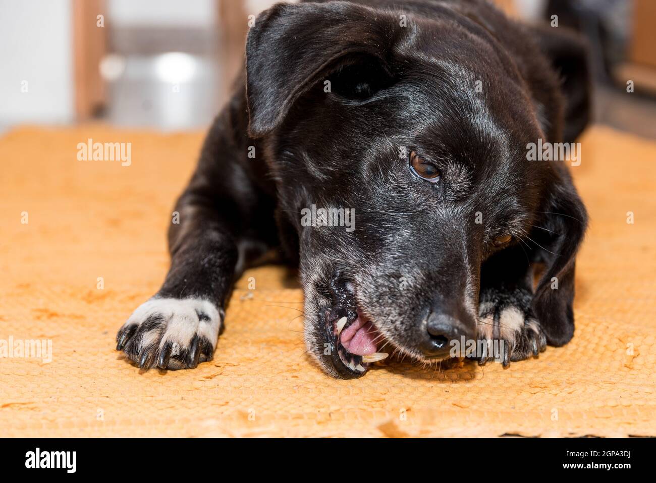 schwarzer Hund kaut an seinem Hundeknochen - Nahaufnahme Zahnpflege Stock Photo