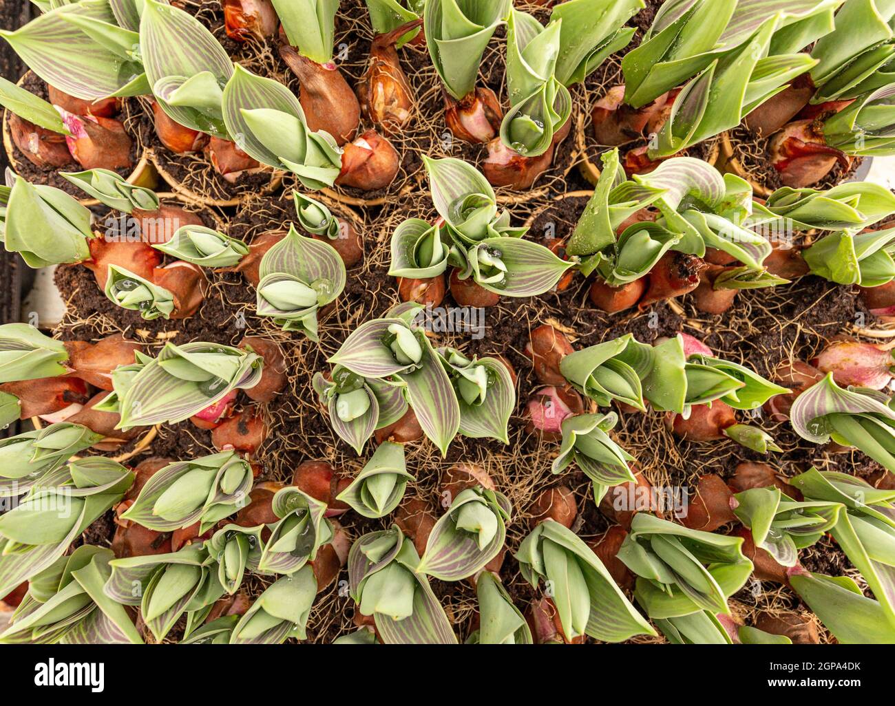 Flat lay shot of little plants of tulip in plant nursery Stock Photo