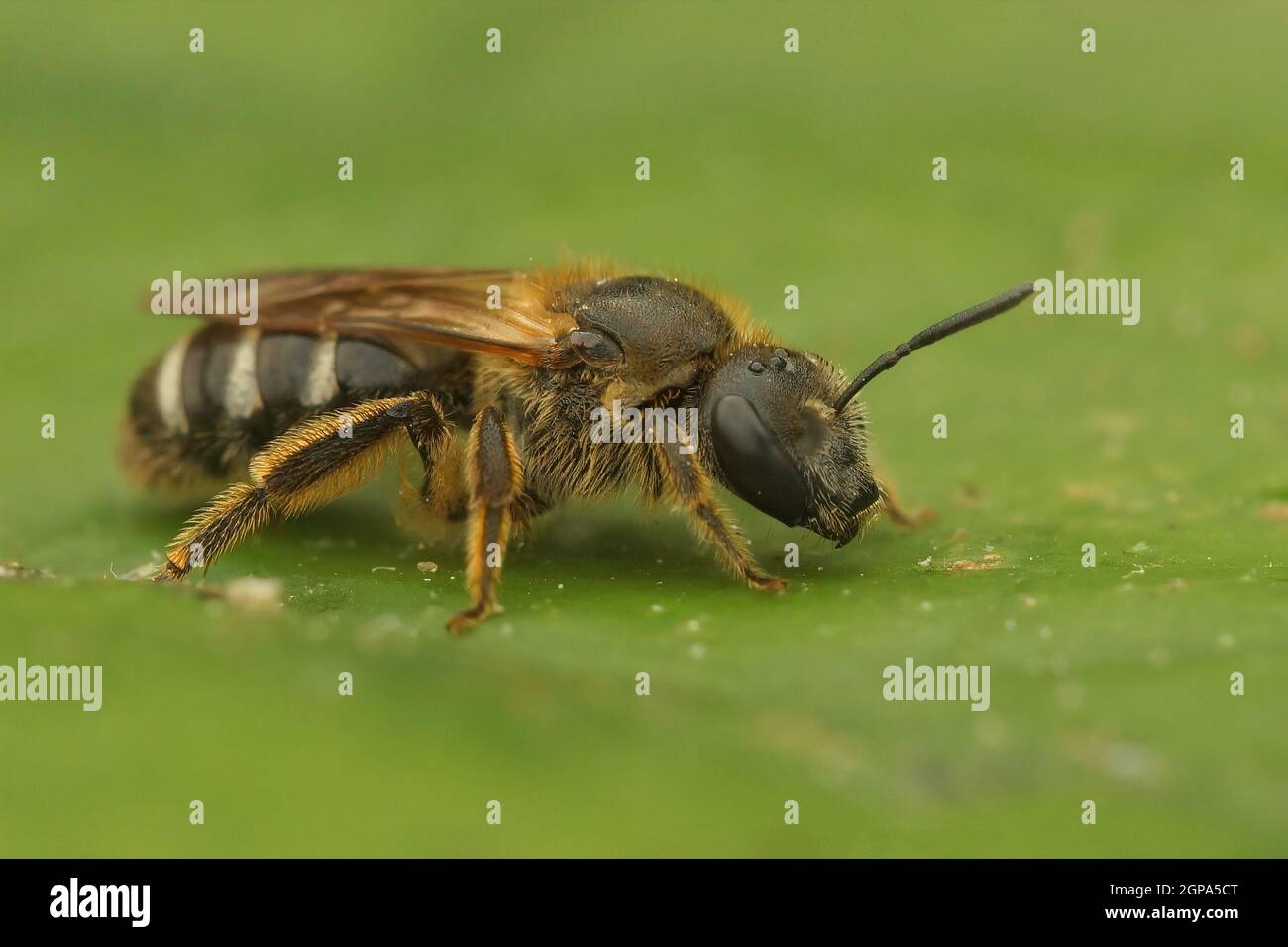 Closeup on a female Bull-headed sweat bee, Lasioglossum zonulum Stock ...