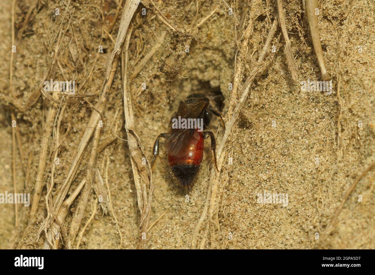 A parasite bloodbee species, Sphecodes, inspecting a furrow bee nest ...