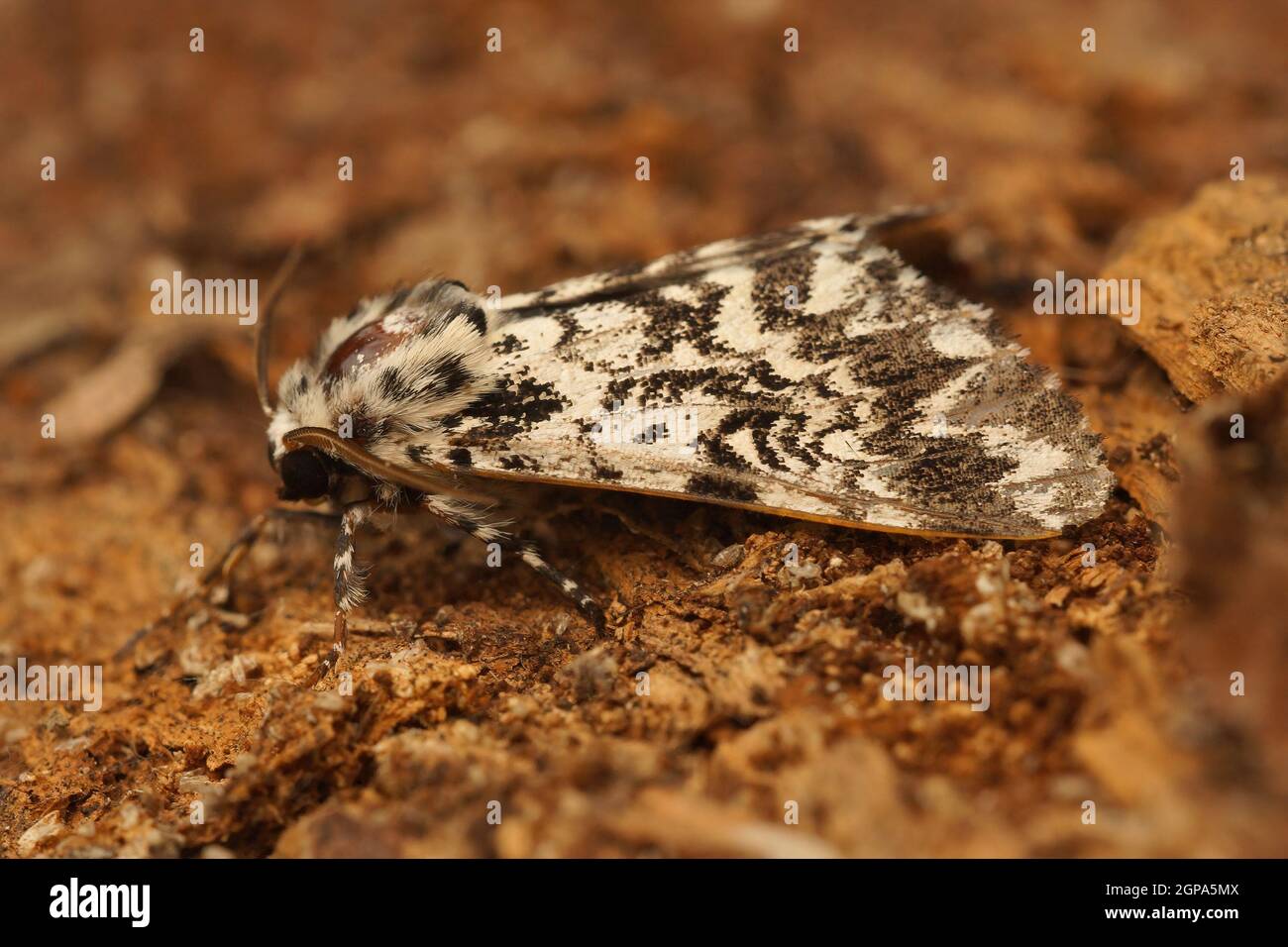 Closeup on the beautiful Panthea coenobita moth Stock Photo