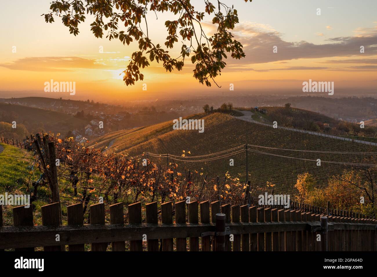 Goldene Herbstlandschaft mit Weinreben Stock Photo