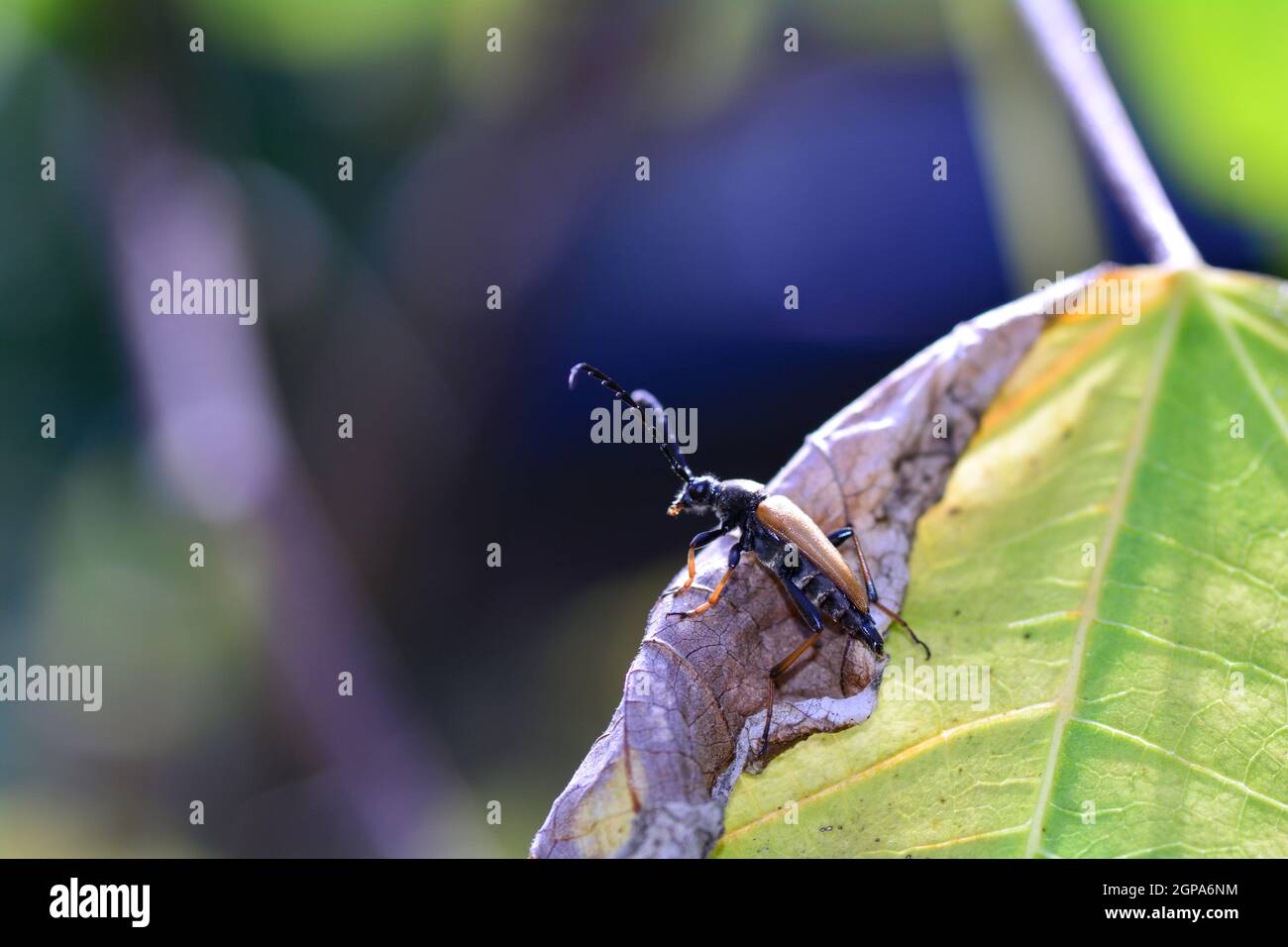 A Red-brown Longhorn Beetle  (   Stictoleptura rubra  )   on a leaf with many copy space Stock Photo