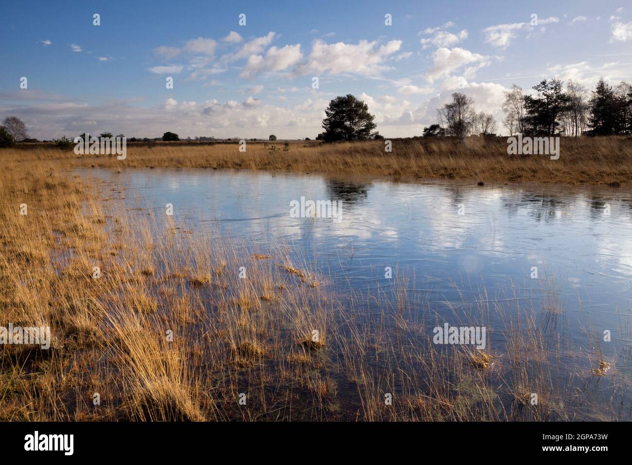 Landscape with a pond on the nature reserve Strabrechtse Heide near Someren in the Dutch province Noord-Brabant Stock Photo