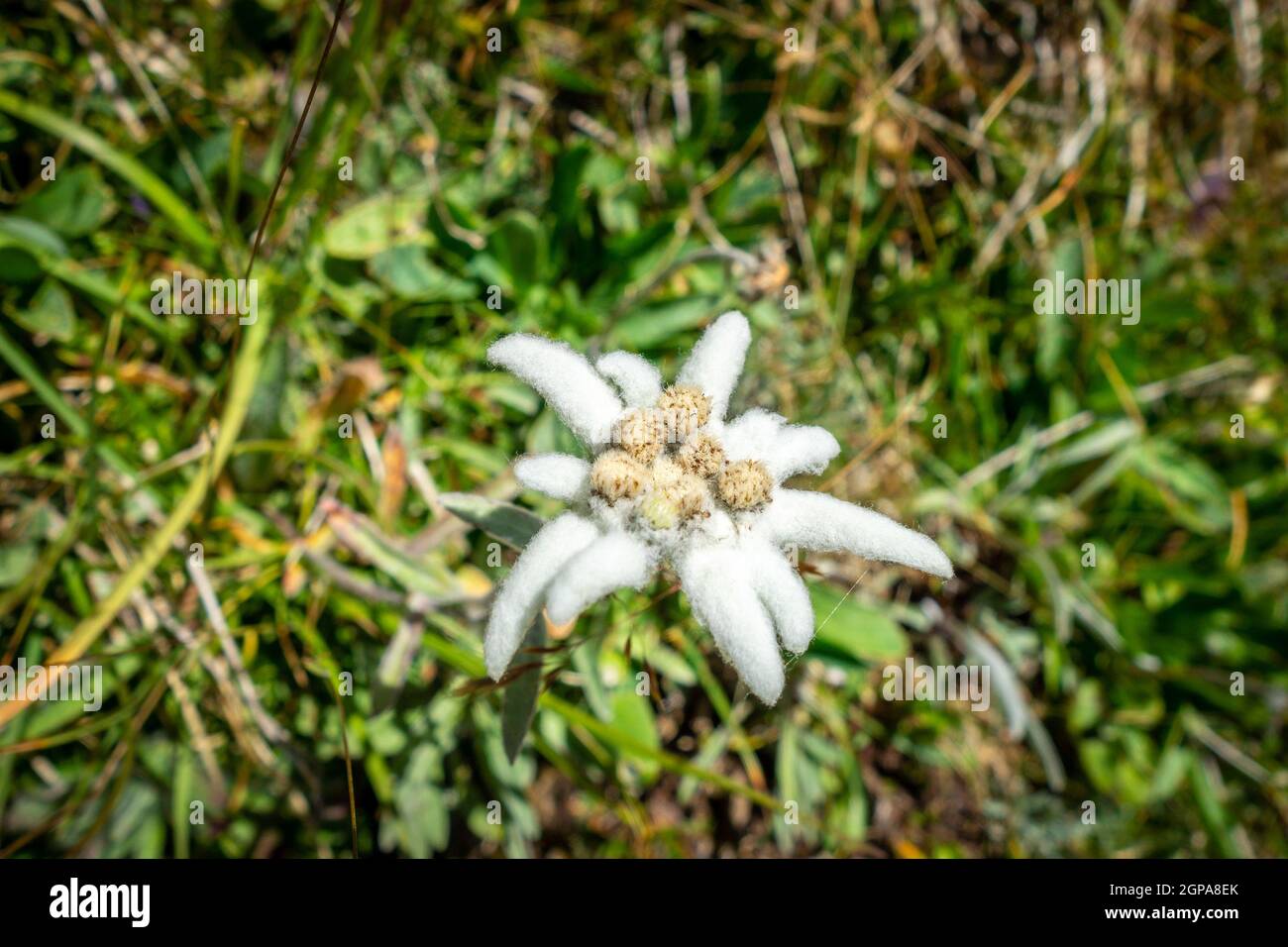 Edelweiss flowers close up view in Vanoise national Park, France Stock Photo