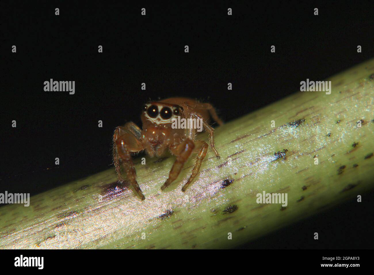New Zealand endemic jumping spider (Trites mustilina) Stock Photo