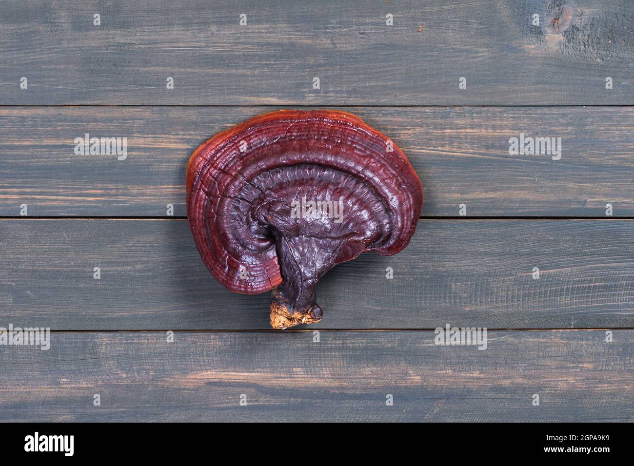 Close up of Ling zhi mushroom, Ganoderma lucidum mushroom on wood table Stock Photo