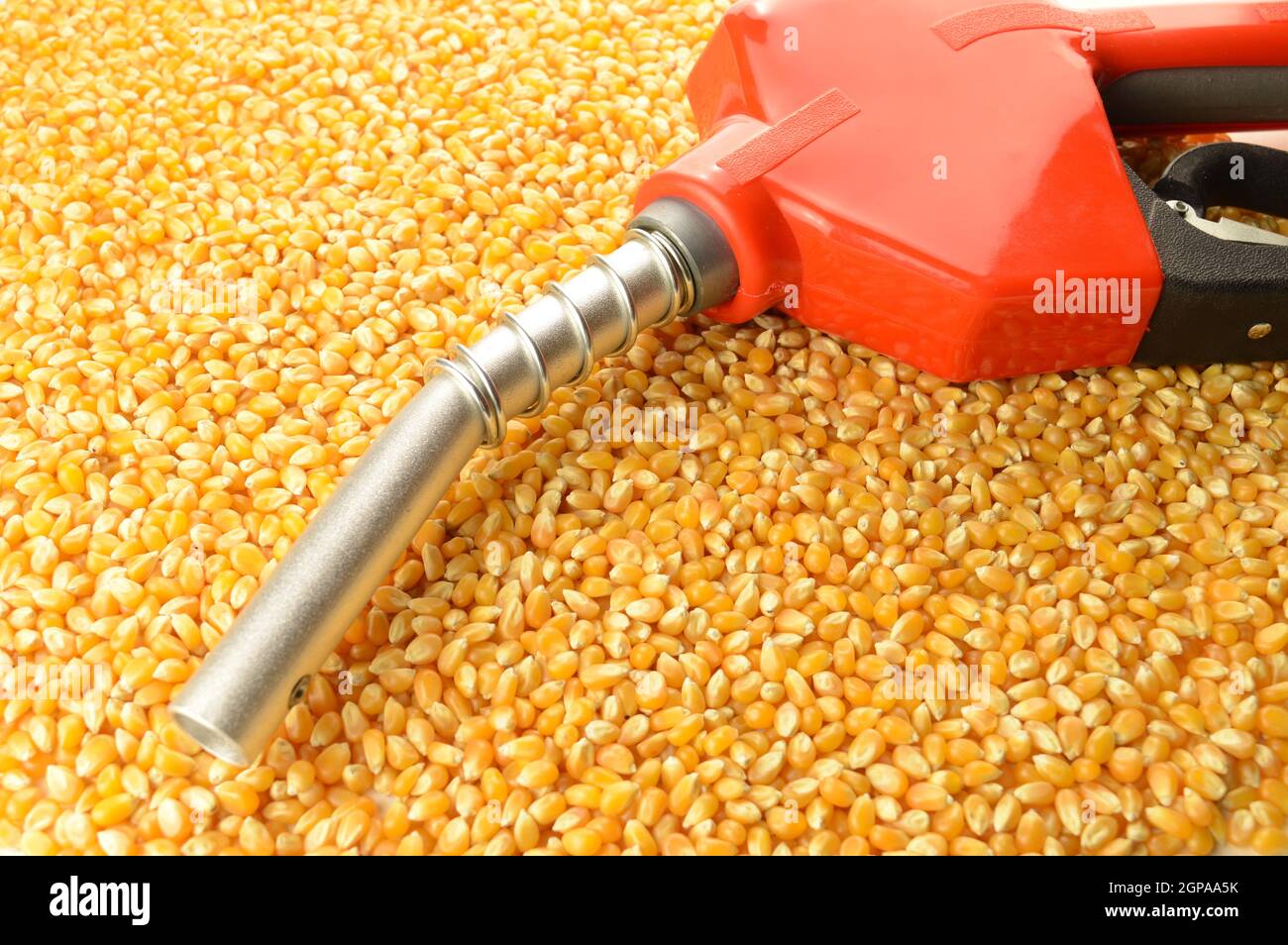 A red gas pump nozzle and handle on a pile of whole kernel corn to represent biofuel concepts. Stock Photo