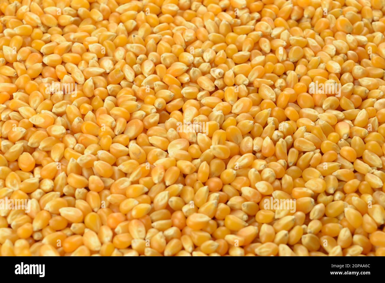 A closeup of whole kernel corn making a full frame background image. Stock Photo