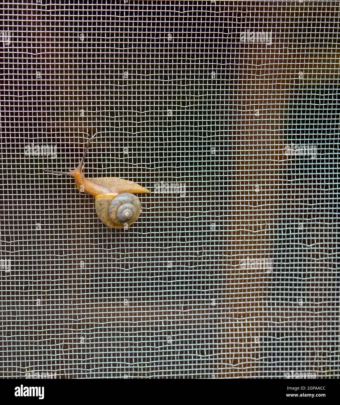 This outstretched snail is slowly crawling up the outside of a screen wire window in Missouri. Stock Photo