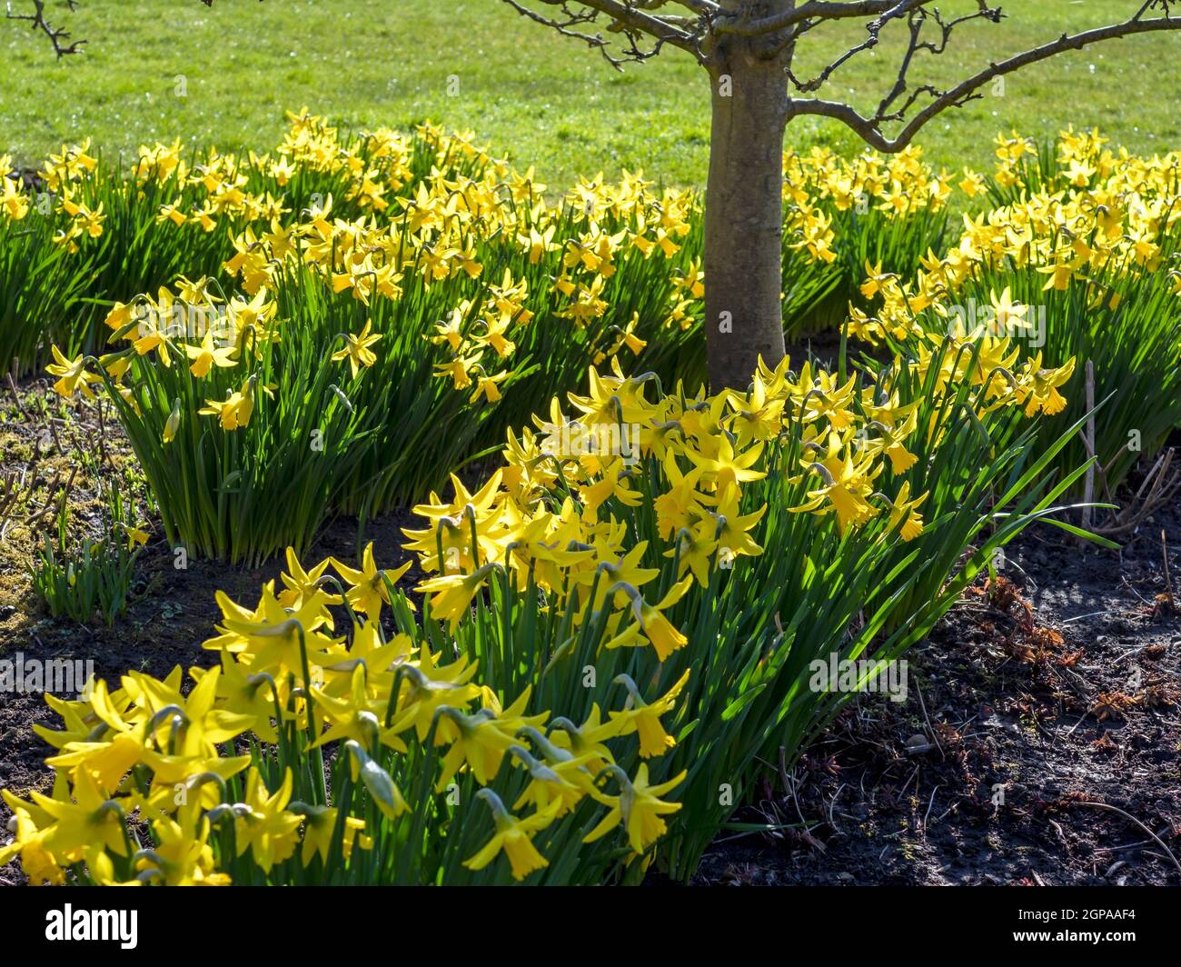 Yellow daffodils flowering around a small tree trunk in sunlight in spring Stock Photo