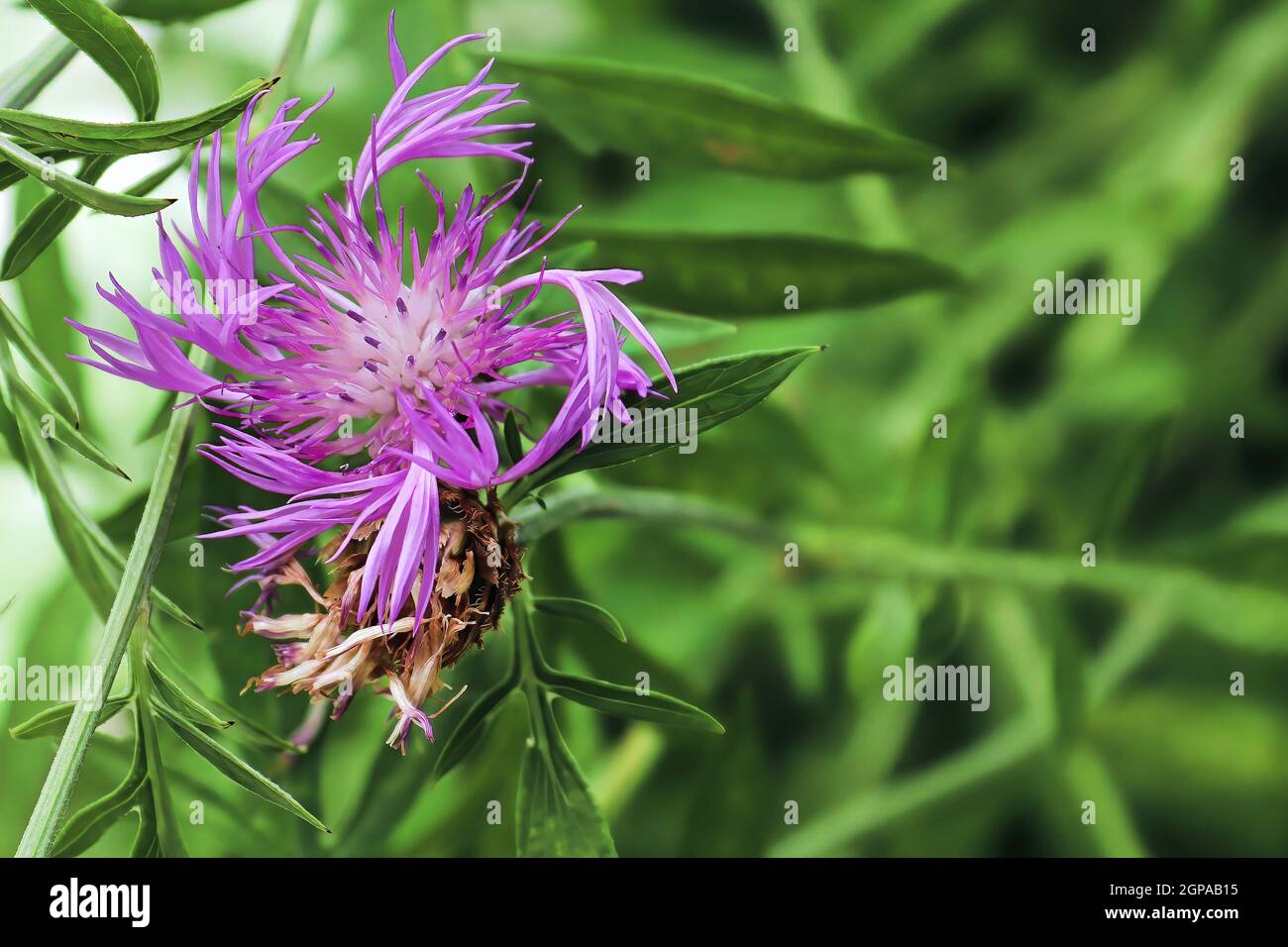 Spiraled pink petals on a knapweed flower. Stock Photo