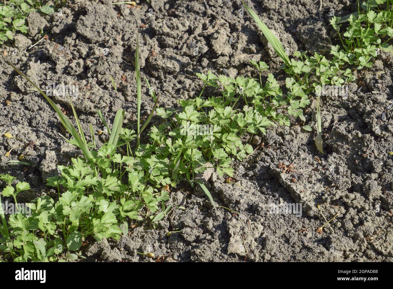 Growing parsley in the garden. The stems and leaves of parsley plant spicy culture Stock Photo