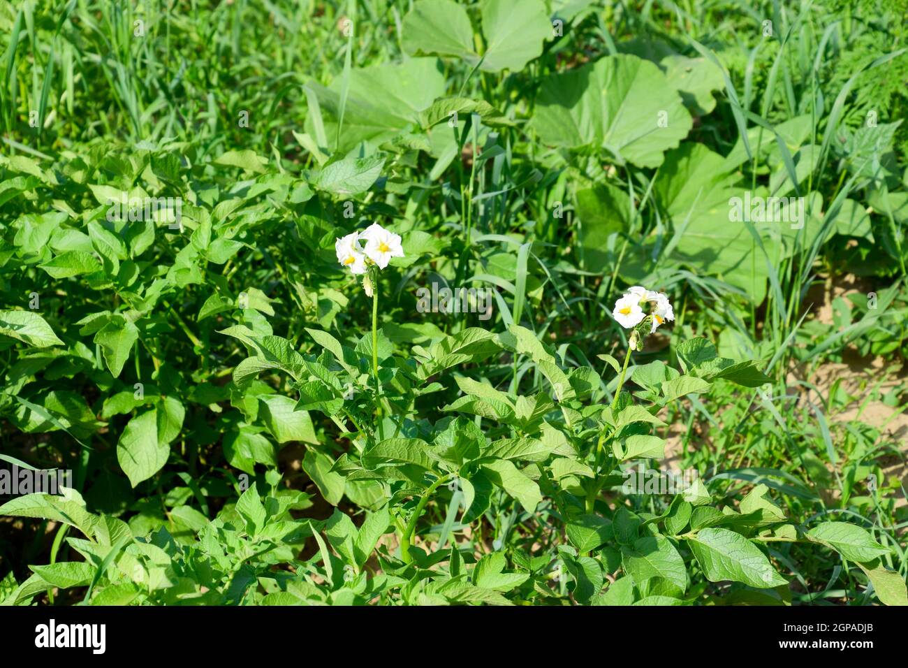 Flowers of potatoes on a bush. Flowering potatoes. White flowers Stock
