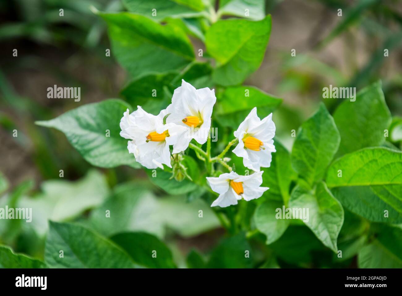 Flowers of potatoes on a bush. Flowering potatoes. White flowers Stock