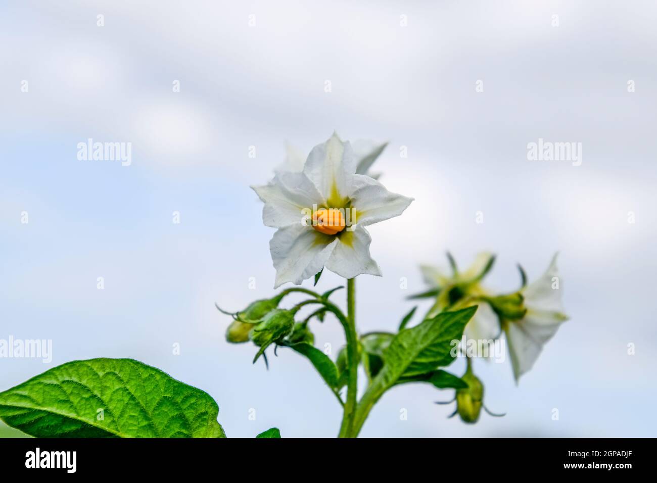 Flowers of potatoes on a bush. Flowering potatoes. White flowers Stock