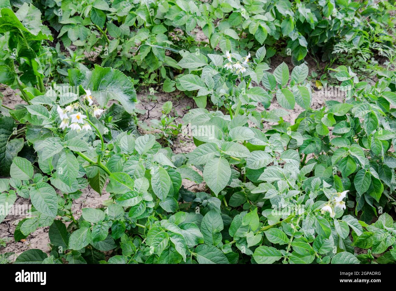 Flowers of potatoes on a bush. Flowering potatoes. White flowers Stock