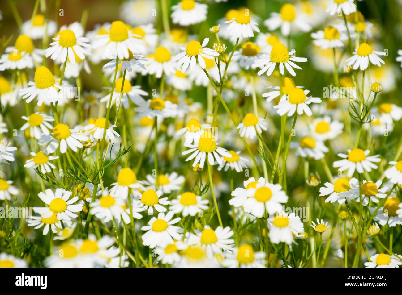 Glade Of Flowers Of Chamomiles Flowering Chamomile Stock Photo Alamy Glade Of Flowers Of Chamomiles Flowering Chamomile 2GPADTJ