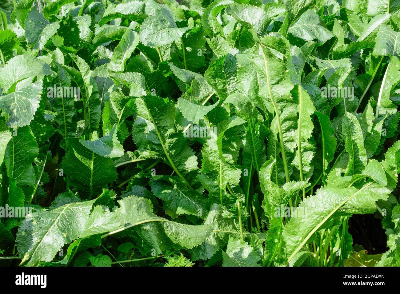 Plant horseradish. Spicy plant in the garden. Horseradish is common in