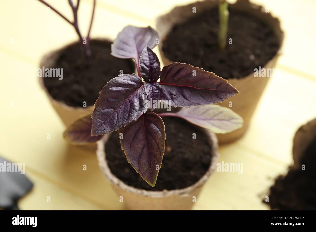 Plants seedlings in peat pots on color wooden background, closeup Stock ...
