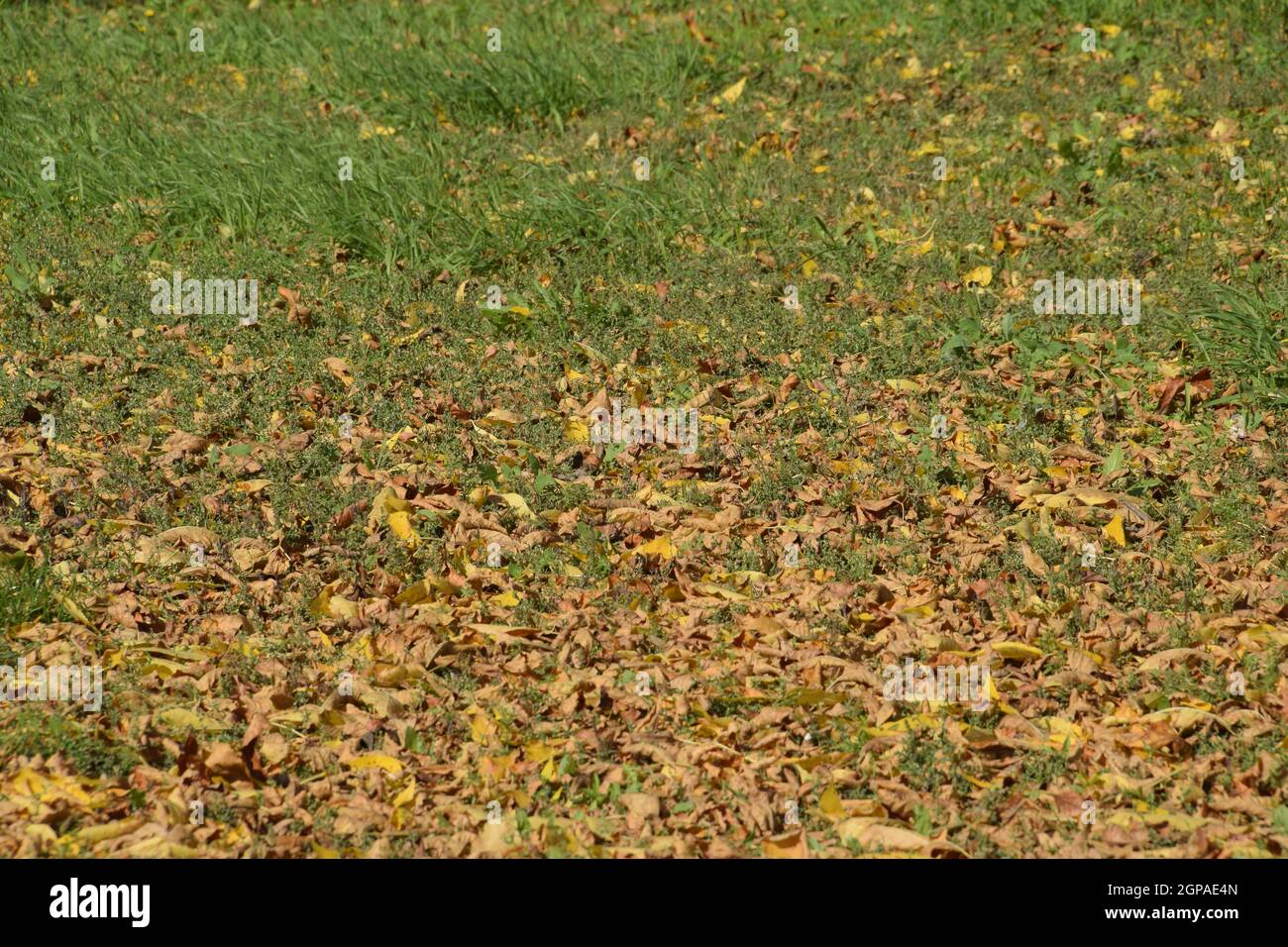 The leaves are yellow on the ground. Autumn leaf fall Stock Photo - Alamy