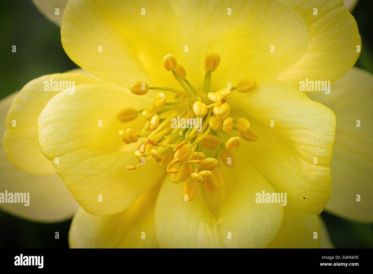 Macro view of pink columbine flower petals Stock Photo Alamy