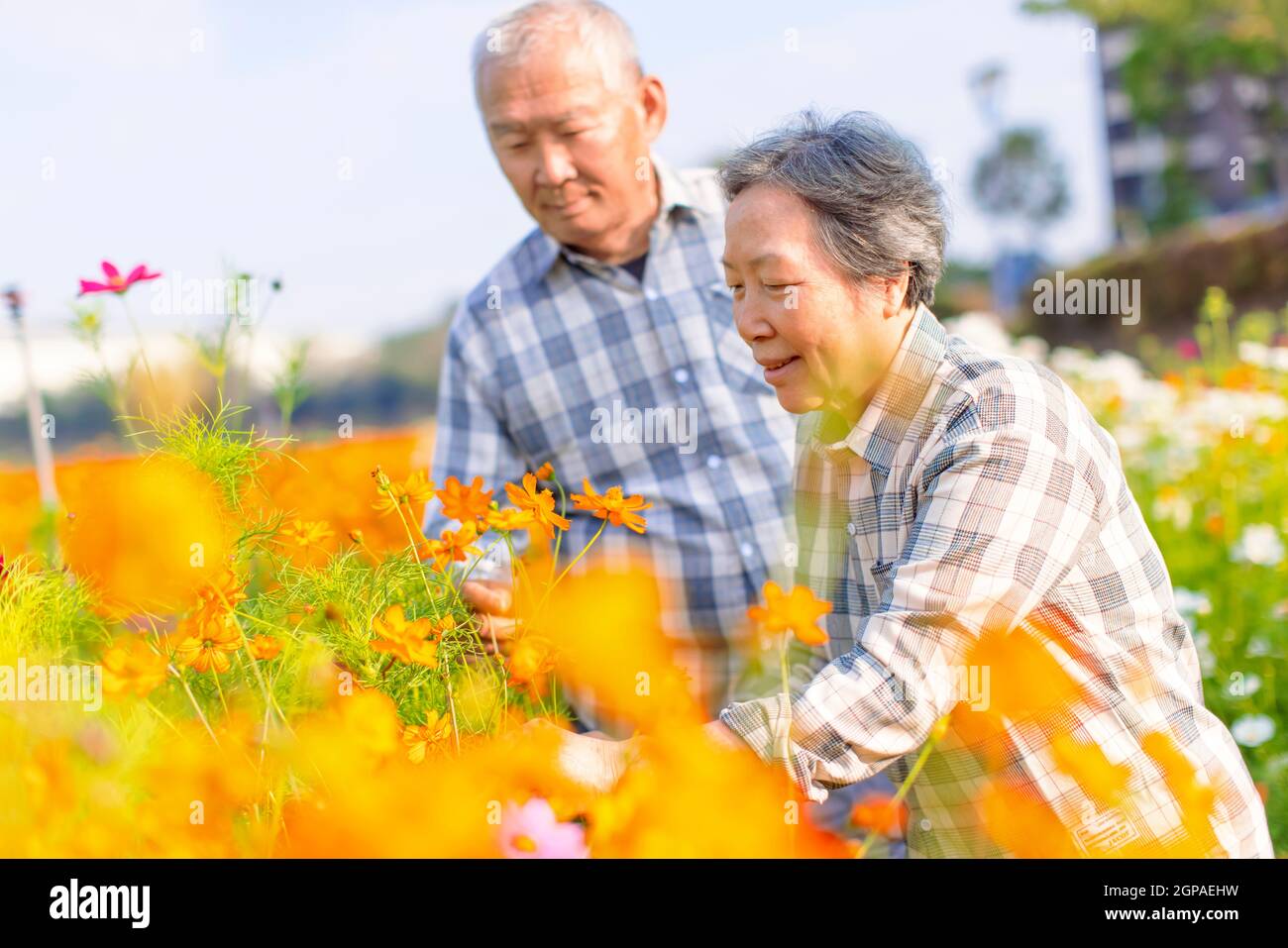 Happy Asian senior couple working in the garden Stock Photo - Alamy