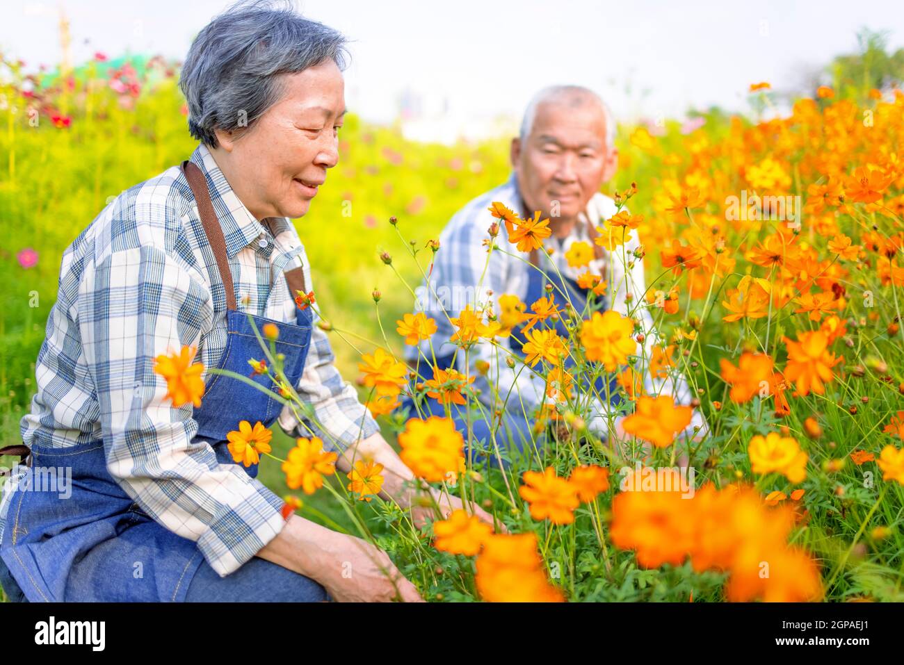 Happy Asian senior couple working in the garden Stock Photo - Alamy