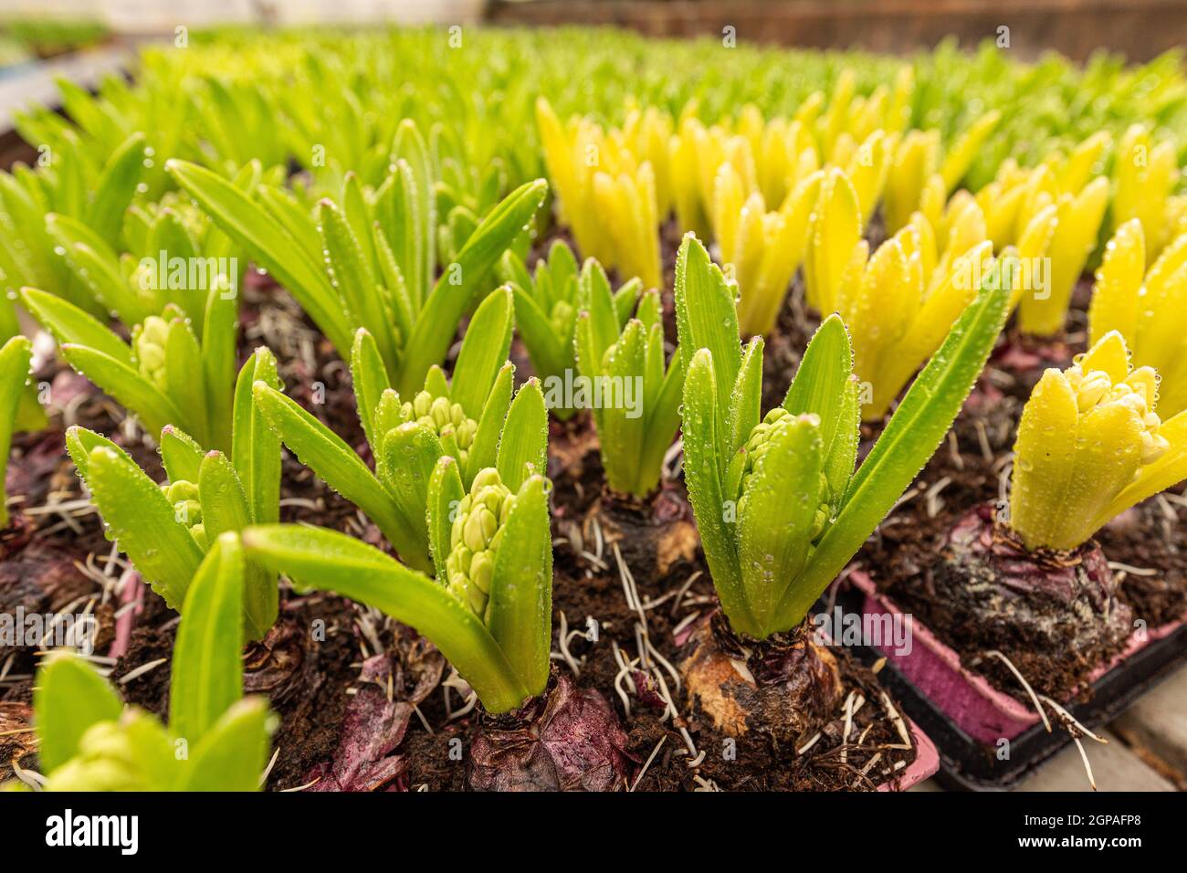 Bulbs of hyacinth flowers in the pots. Bulbs of hyacinth in plant nursery Stock Photo