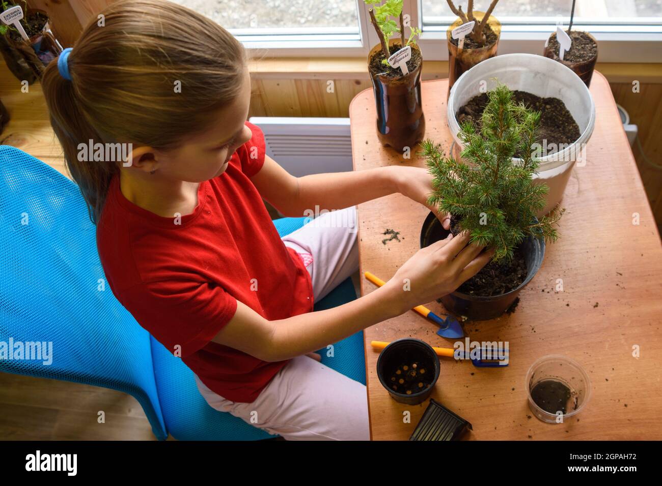 A girl transplants a spruce seedling at a table by the window, top view Stock Photo
